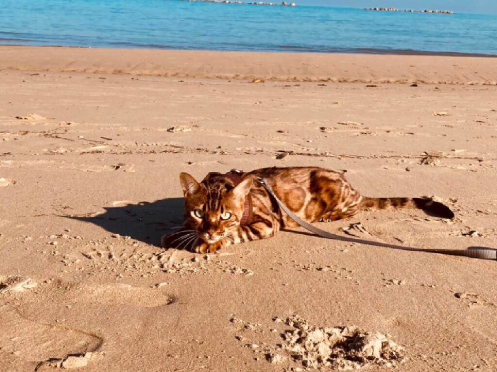 gatto dream steso spiaggia 