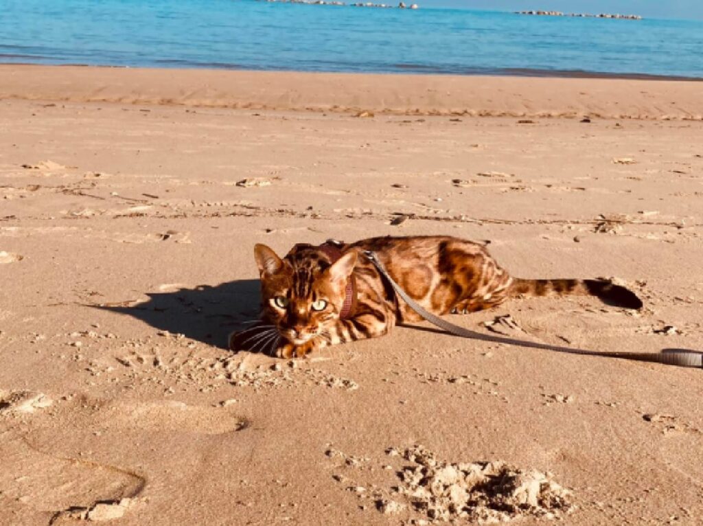 gatto dream steso spiaggia