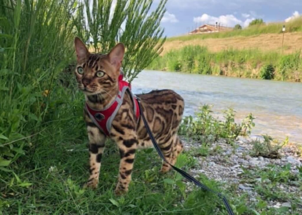 gatto su erba verde