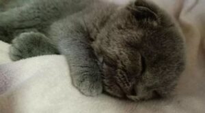 gatto grigio dorme