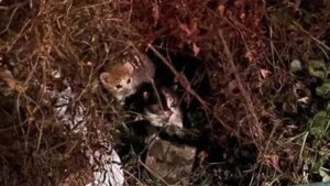 Gattini trovati tra i rovi vengono salvati da un passante