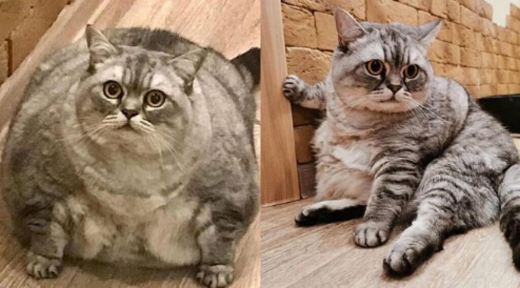 gatta grassa fa arrabbiare gli utenti