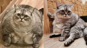 Accuse verso il proprietario di un gatto: gli utenti dicono che faccia ingrassare il suo gatto per avere più fama