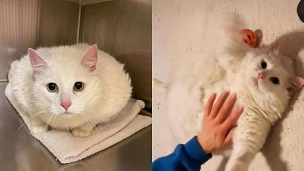 gatto obeso lasciato in un rifugio