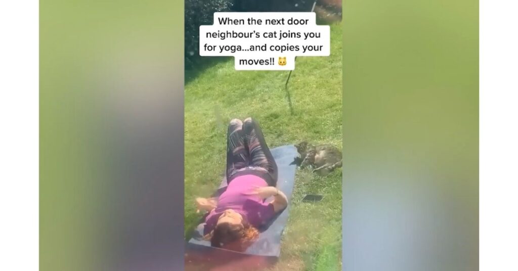 gatto smarrito è a fare yoga con la sua vicina