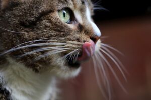 3 ragioni per cui la lingua del gatto è ruvida
