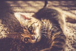 4 consigli per dare al gatto più spazio da esplorare