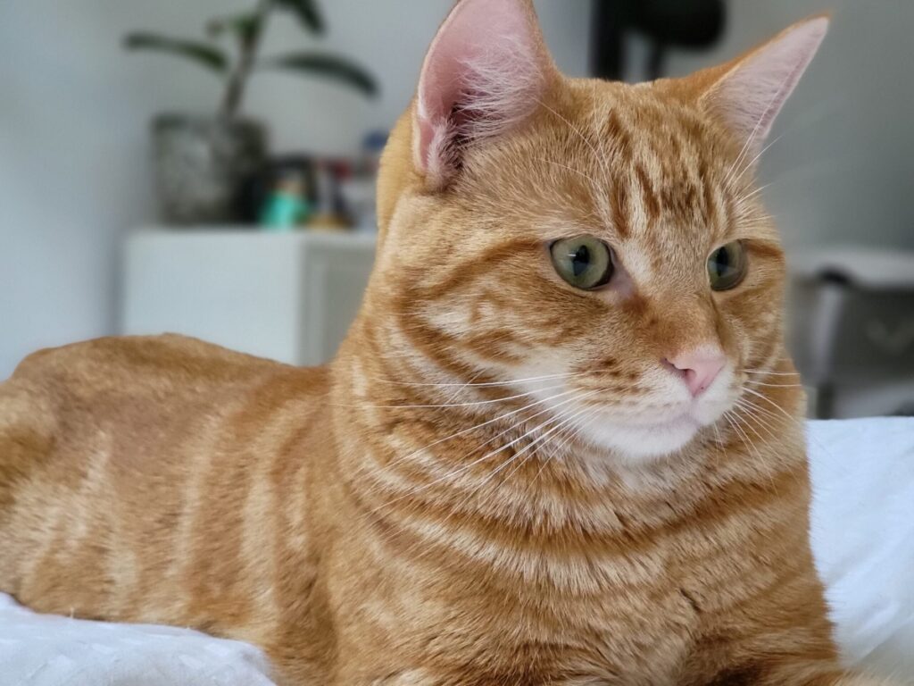 felino colore arancione