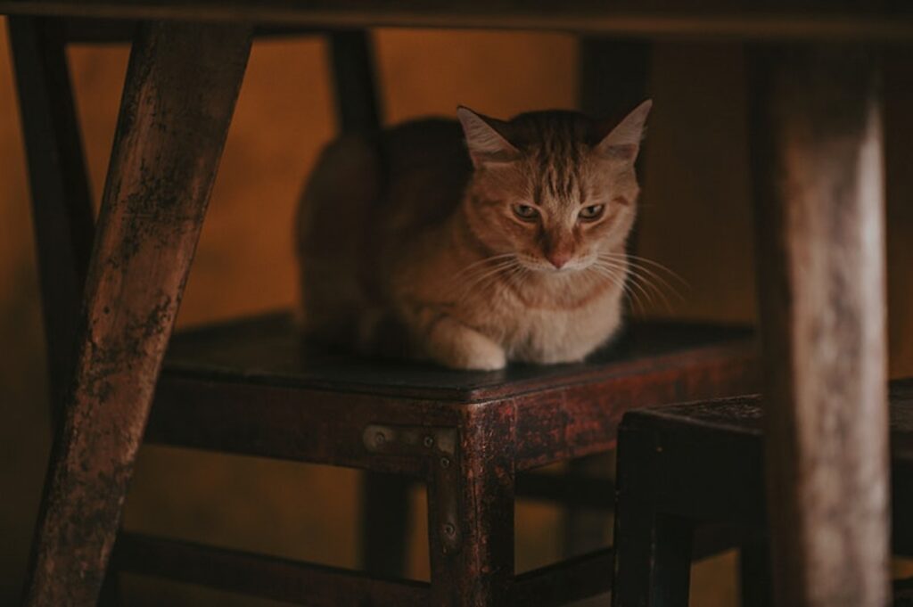 gatto seduto accovacciato