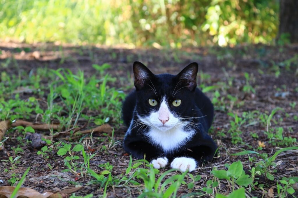 felino sul prato