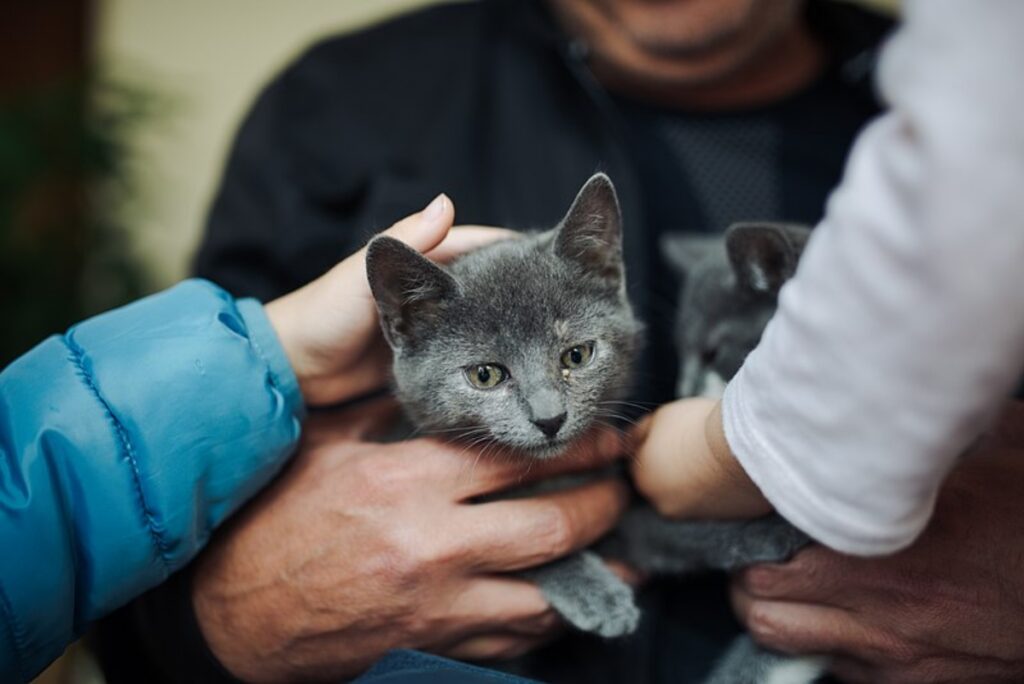 felino grigio