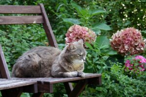 4 consigli per trasformare il giardino in un paradiso per gatti