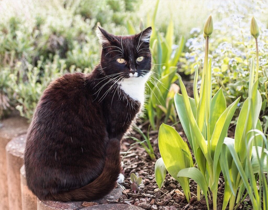 micio bianco nero