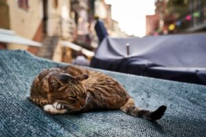 4 cose da fare se noti che il gatto è più “rigido” del solito