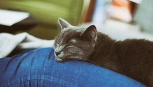 4 criteri in base ai quali il gatto sceglie con chi dormire
