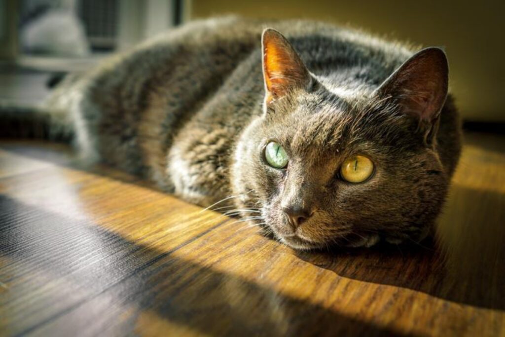 gatto occhi colorati