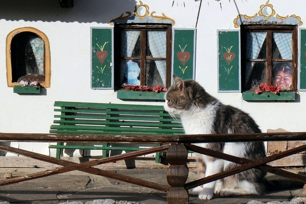 felino staccionata