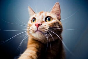 4 motivi per cui i gatti fissano in continuazione i proprietari