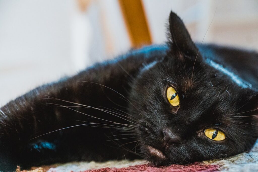 felino colore nero