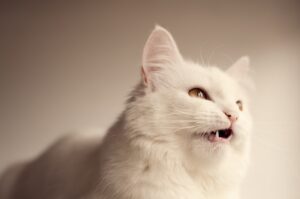4 ragioni per cui i gatti si mettono a “cinguettare”