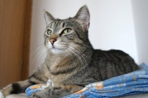 4 ragioni per cui il gatto non seppellisce i suoi bisogni