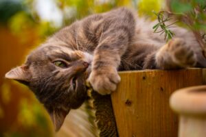 5 foto di gatti che hanno appena assaggiato l’erba gatta