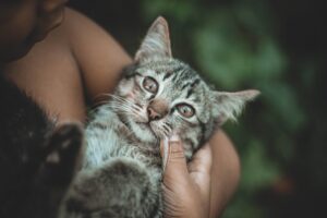 5 foto di gatti che hanno svoltato la vita ai loro proprietari