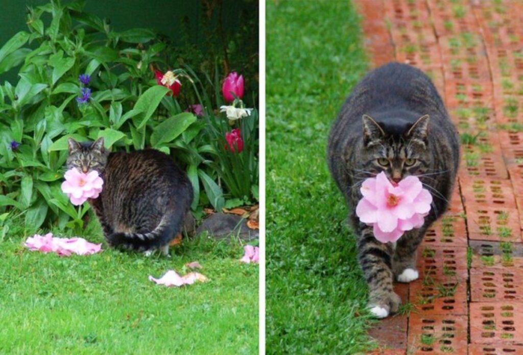 micio con fiore