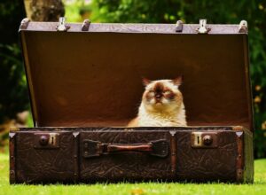 5 foto di gatti che ti daranno il giusto sprint