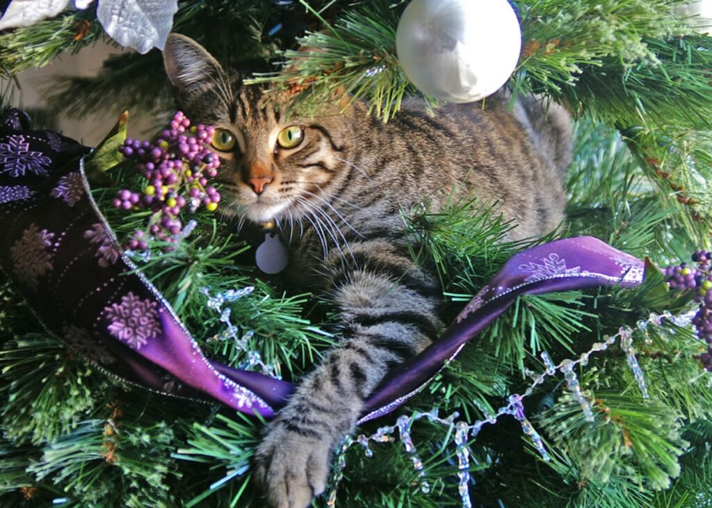 felino zampa albero