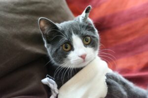 5 foto di gatti che vorrebbero parlare
