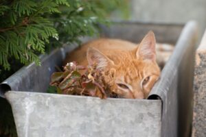 5 foto di gatti sorpresi in contesti improbabili