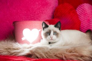 5 simpatici regali da fare al gatto per San Valentino