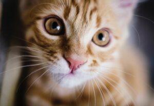 6 foto esilaranti create usando un solo gatto