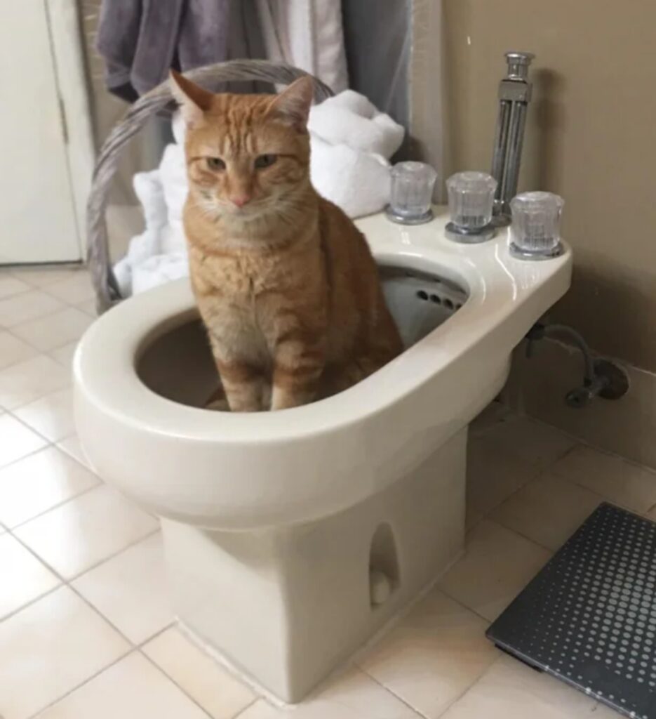 felino nel bidet