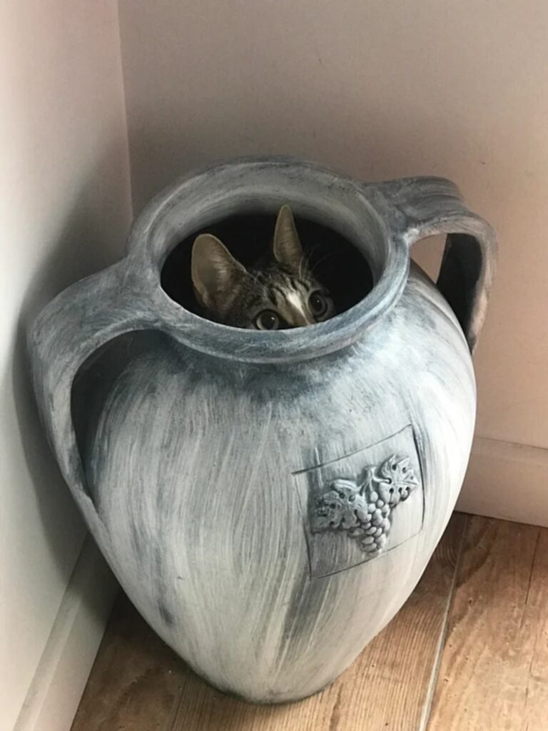 felino vaso