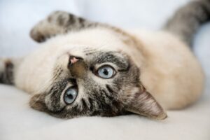 6 foto di gatti che hanno fatto del comfort il loro stile di vita