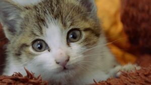 6 foto di gatti che non puoi guardare senza sorridere