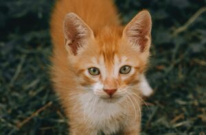 6 foto di gatti che sapranno darti la giusta carica