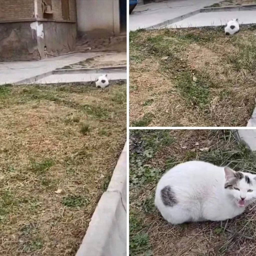 felino pallone calcio