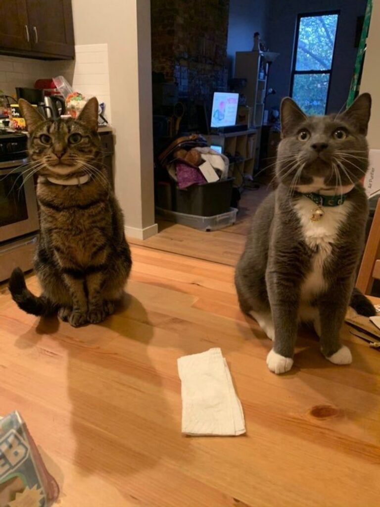 felini in cucina