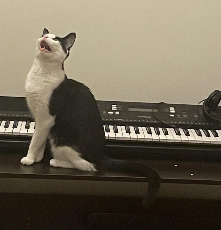 gatto sulla tastiera