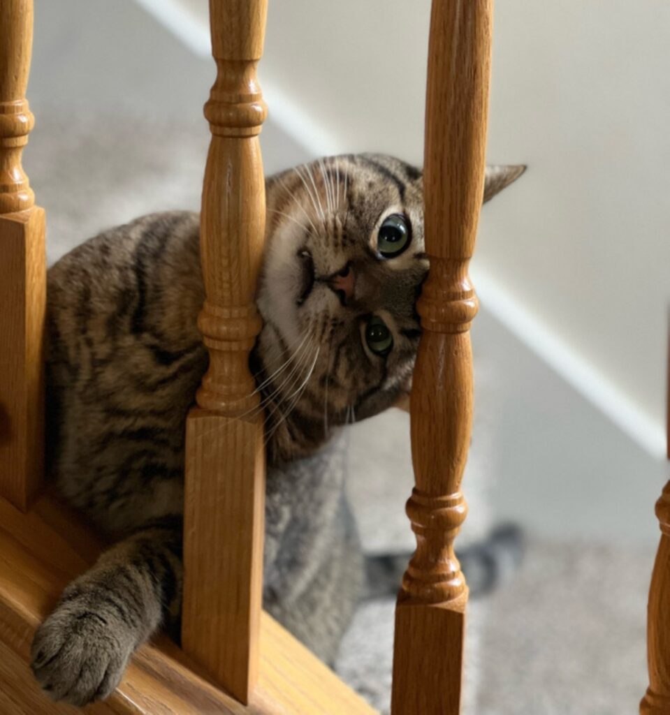 felino sulle scale
