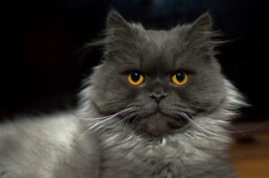 6 foto di gatti perfetti come drammaturghi