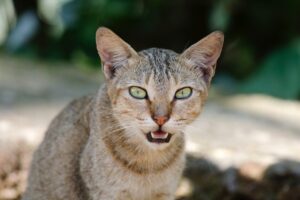 6 foto di gatti scattate al momento più sbagliato