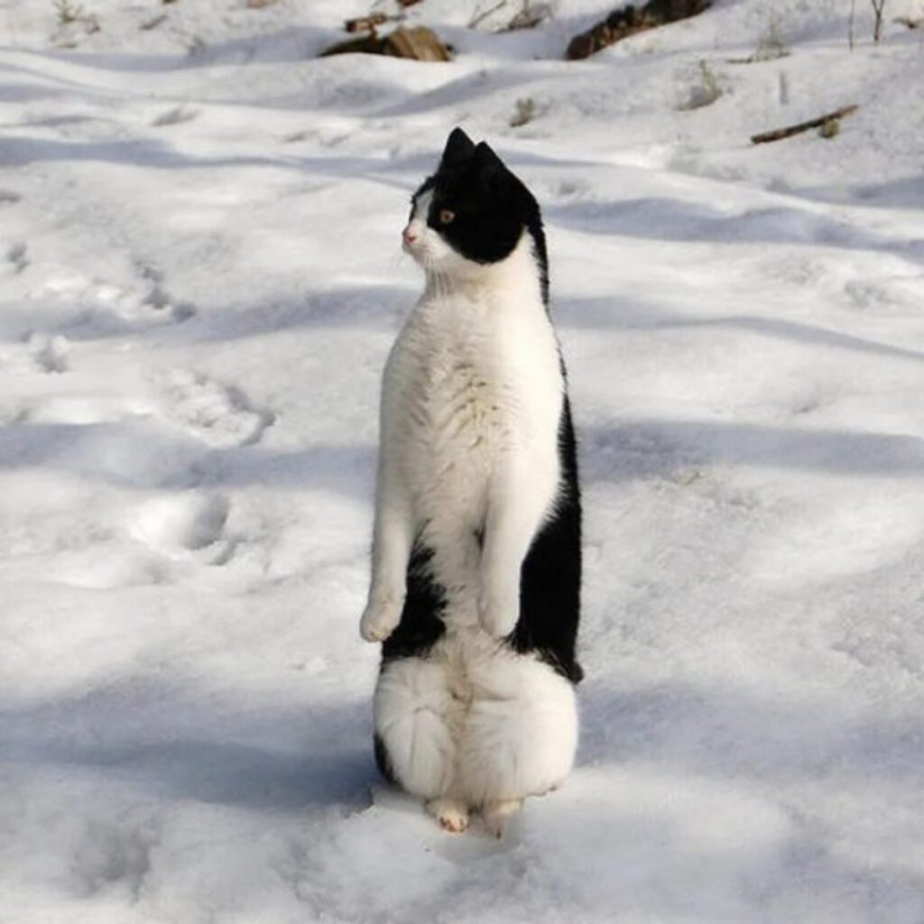gatto neve piedi