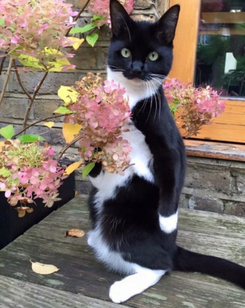 gatto fiori 