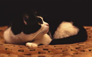 8 foto che ci aiutano a comprendere meglio il mondo dei gatti, queste curiosità sono imperdibili