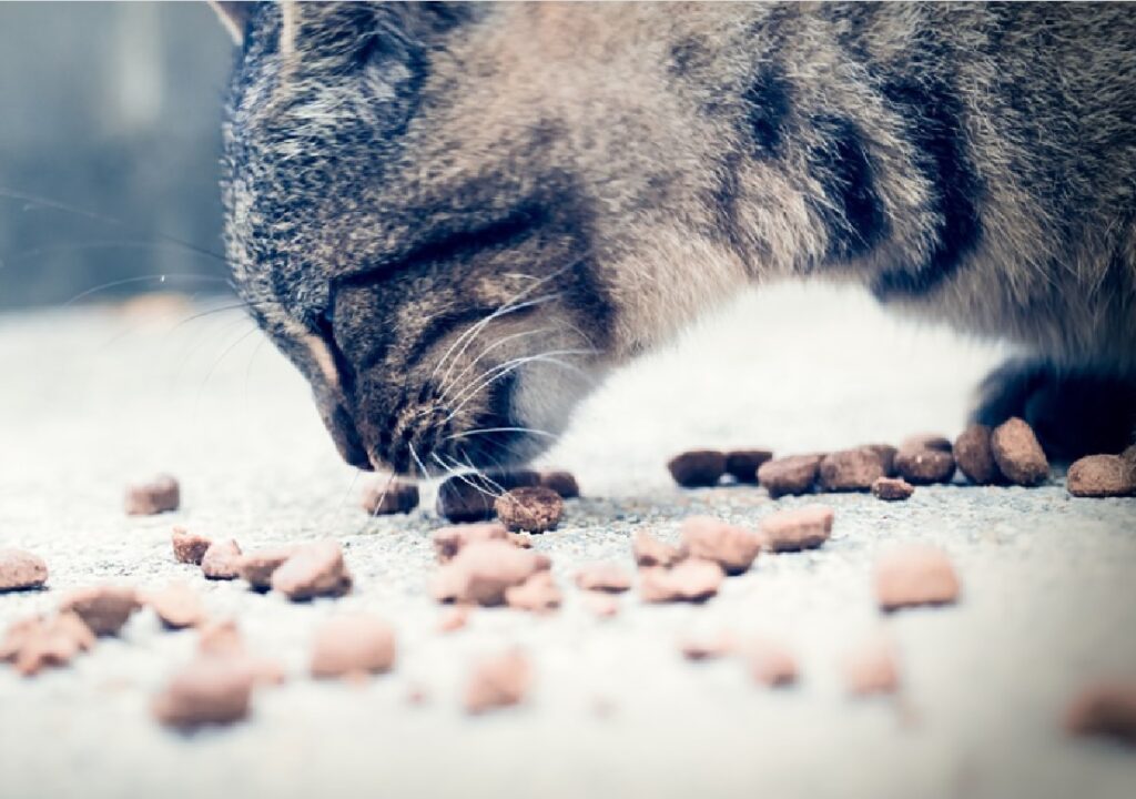 gatto mangia da terra 