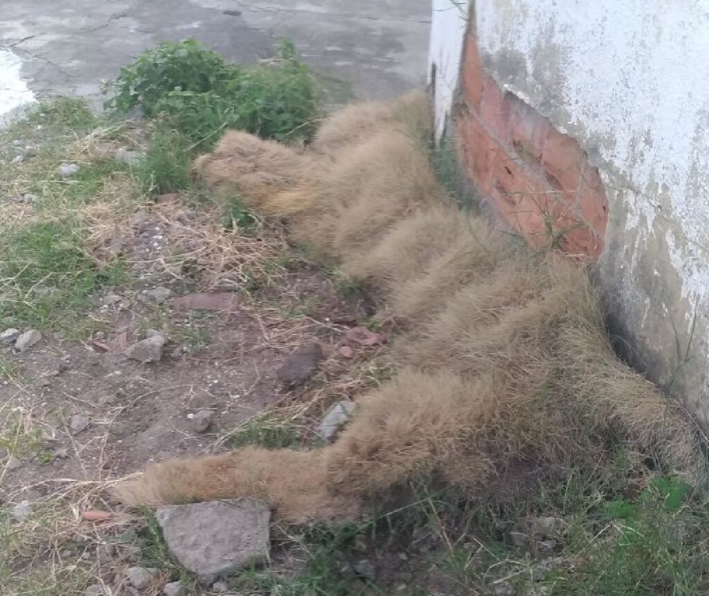 gatto mucchio erba secca 